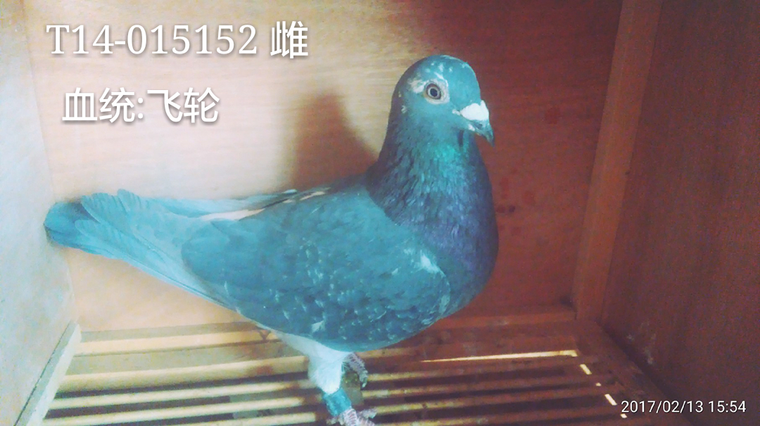 飞轮系