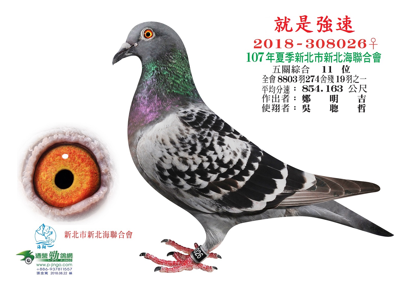 台湾强速鸽舍