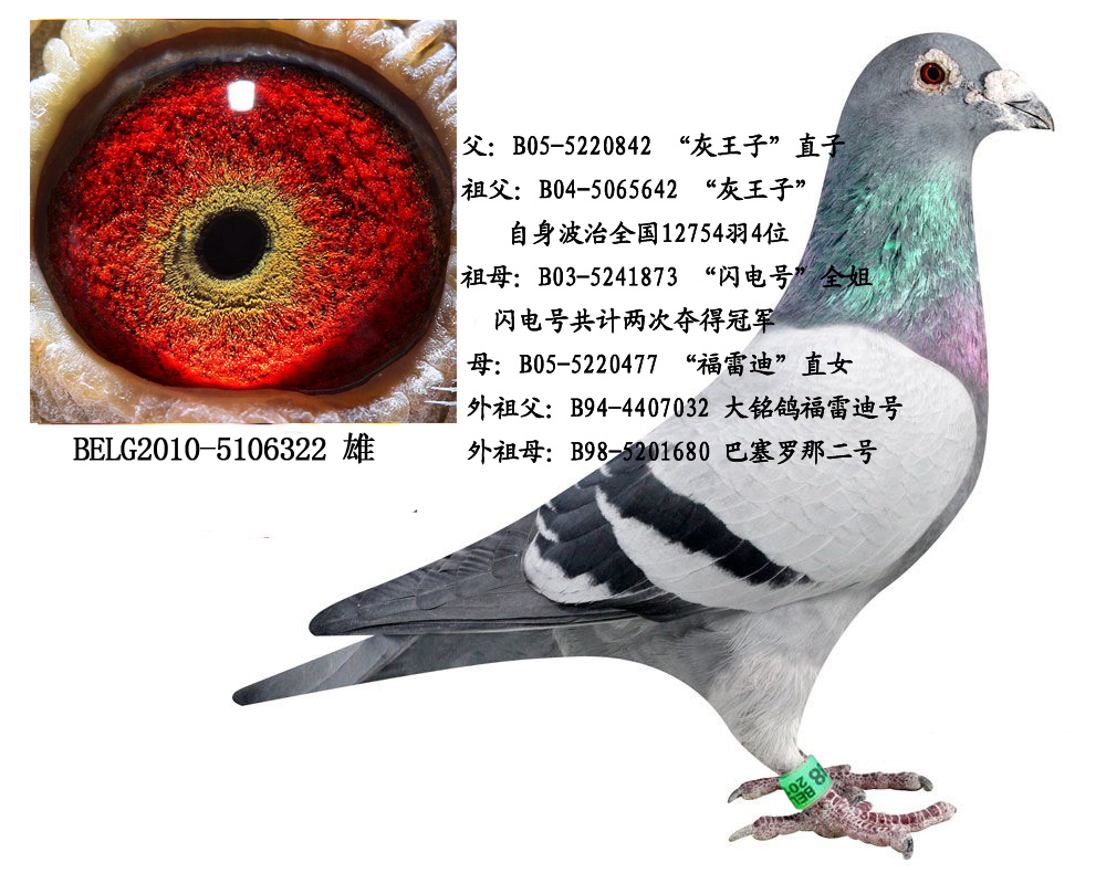 原环种鸽