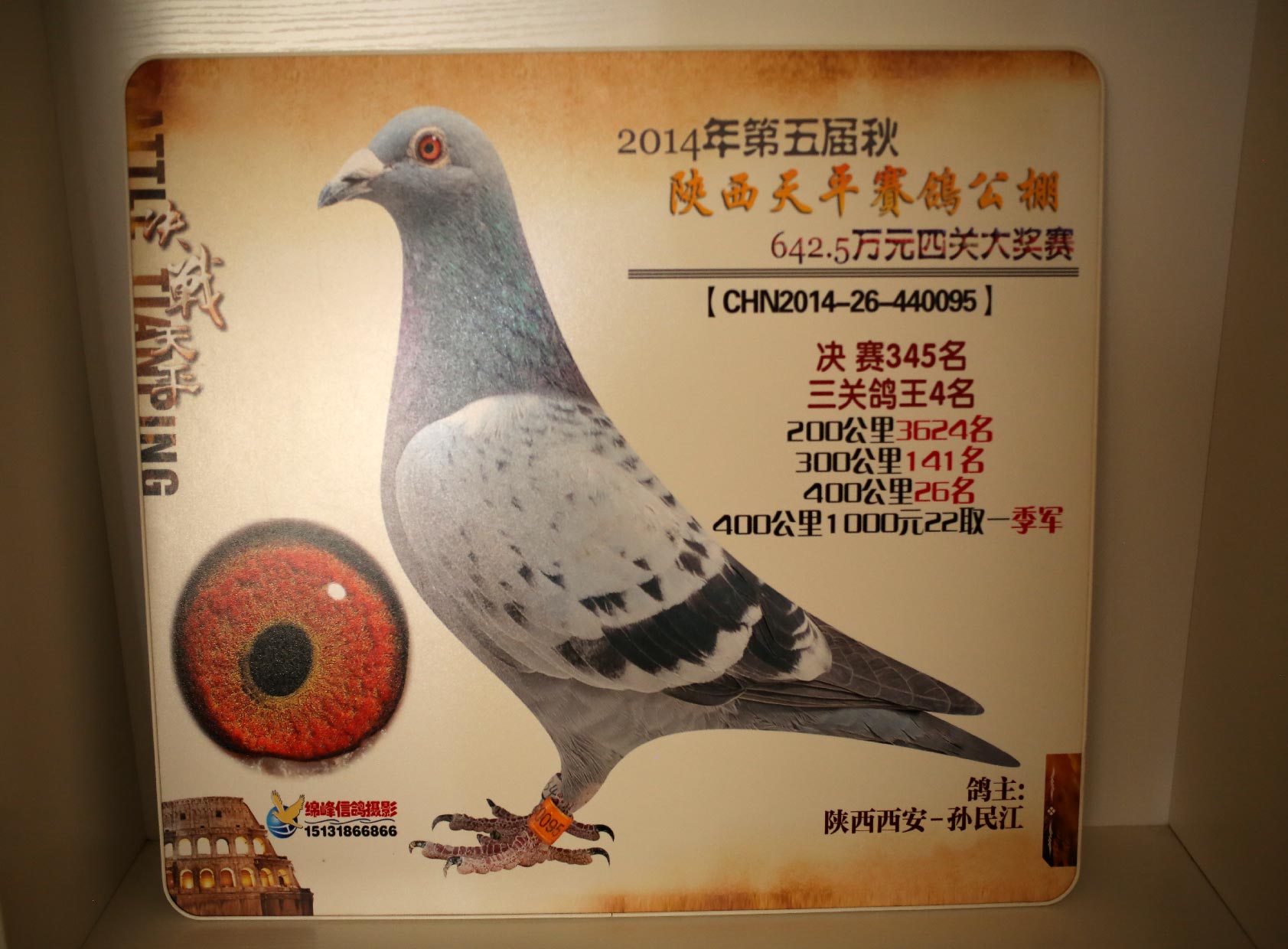天平公棚鸽王4名