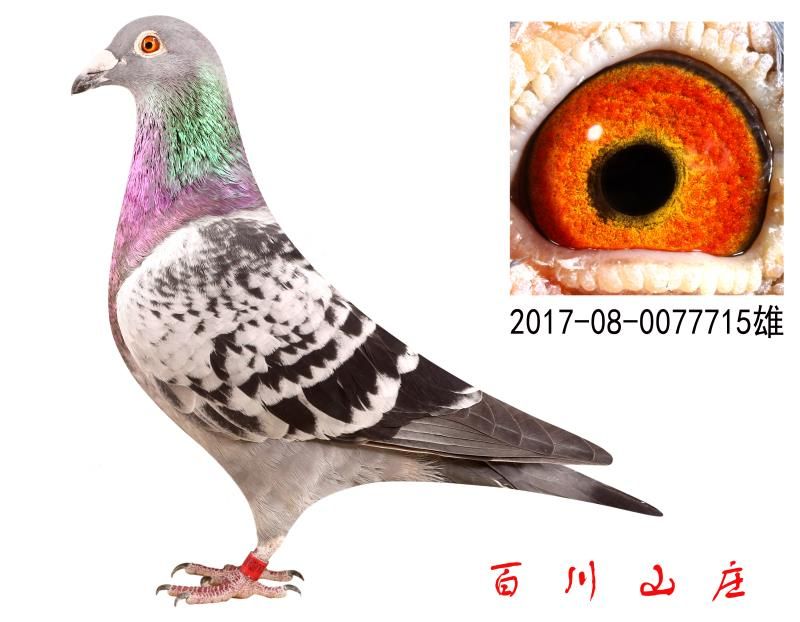 ȱݶȦیON