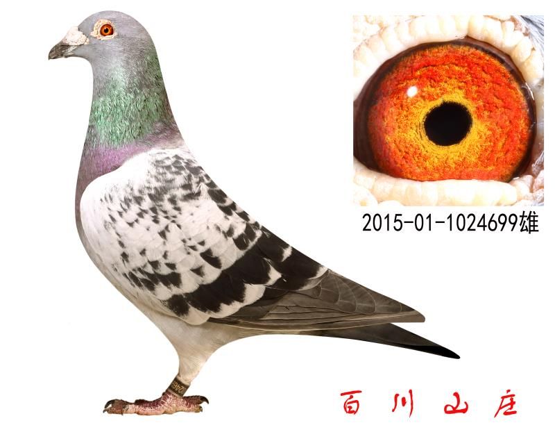 ȱݶȦیON