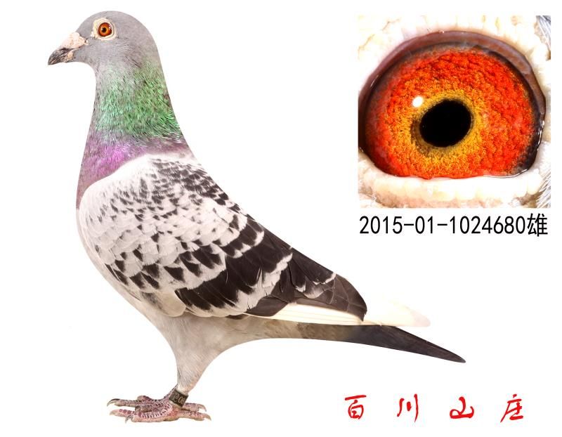 ȱݶȦیON