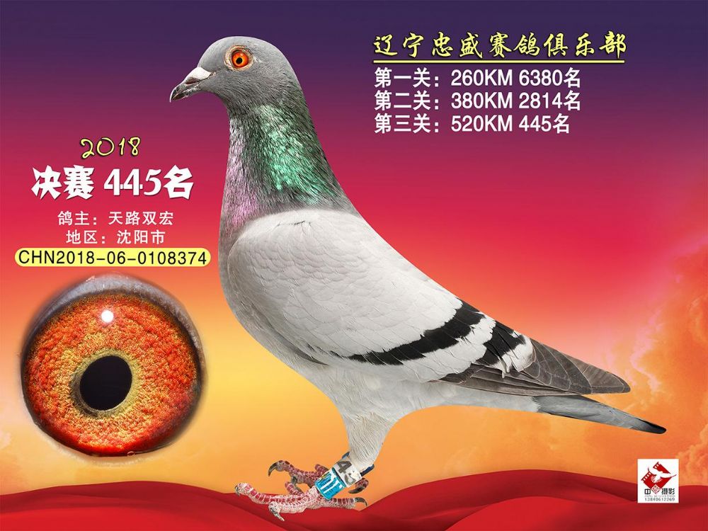 忠盛公棚决赛445名_天路双宏_ ag188.com爱鸽商城