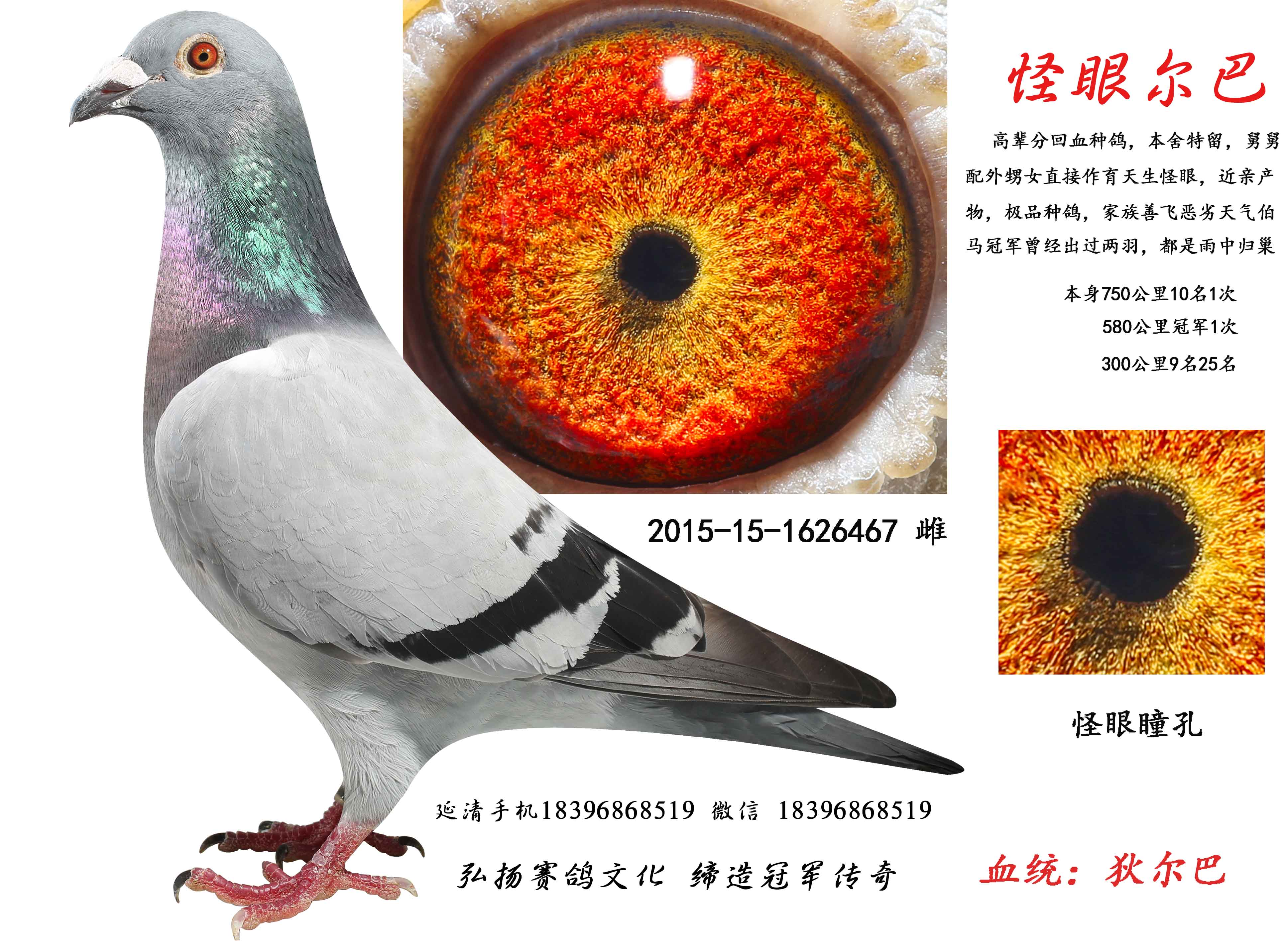 狄尔巴