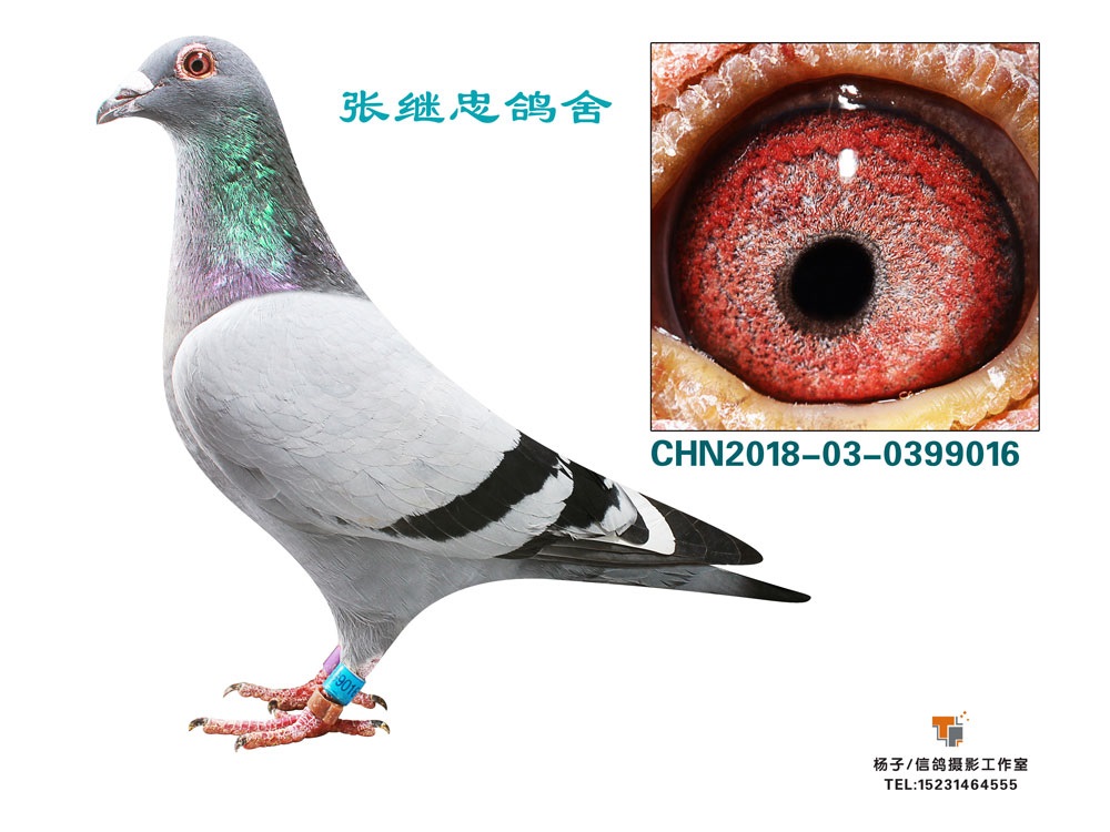 qq 鸽友圈 信鸽特征                  编 号: 618271