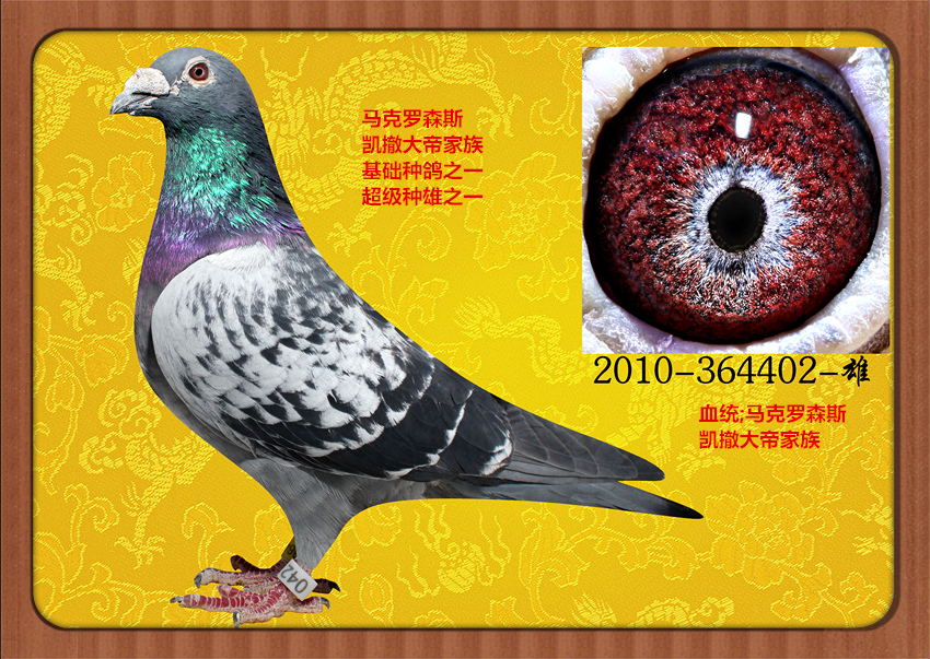 马克罗森斯_山东大汉鸽业_ag188.com爱鸽商城_中国