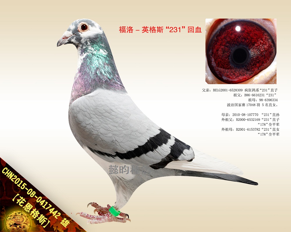 【花恩格斯】"231"多重回血直孙!