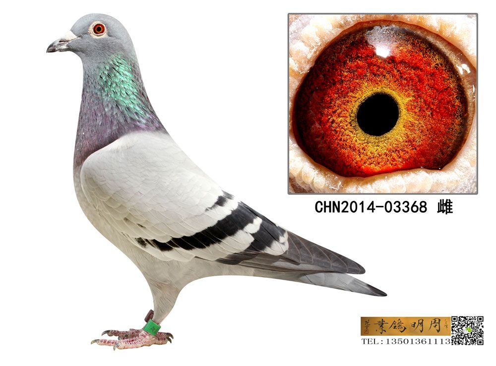 _(chung)P(gun)183