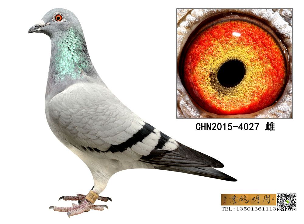 4027