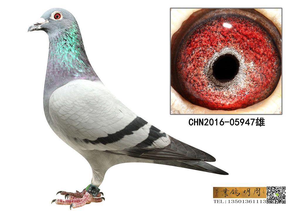 _(chung)P(gun)227