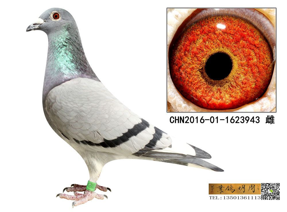 Ұ943