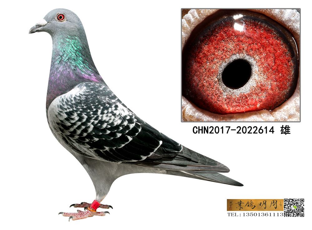 _(chung)P(gun)173