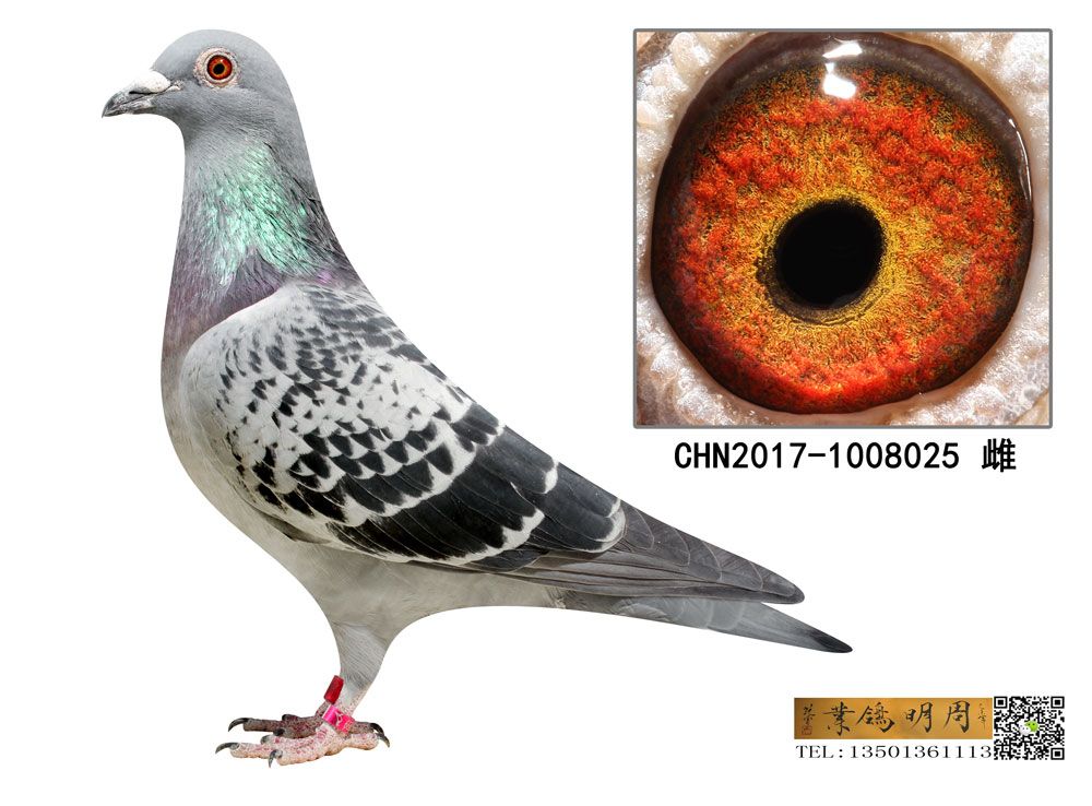 12ֱŮ8025