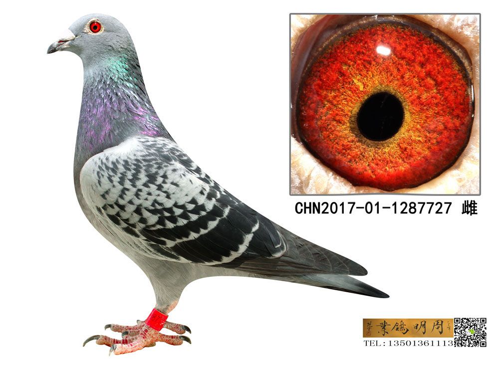 Ұ727