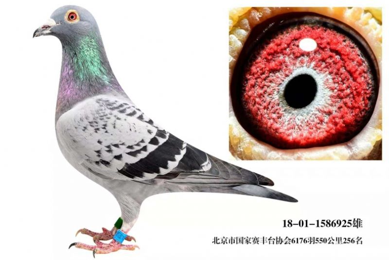 2018걱Їِ550256