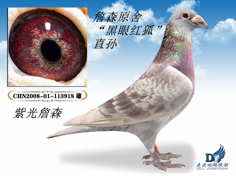 紫光詹森