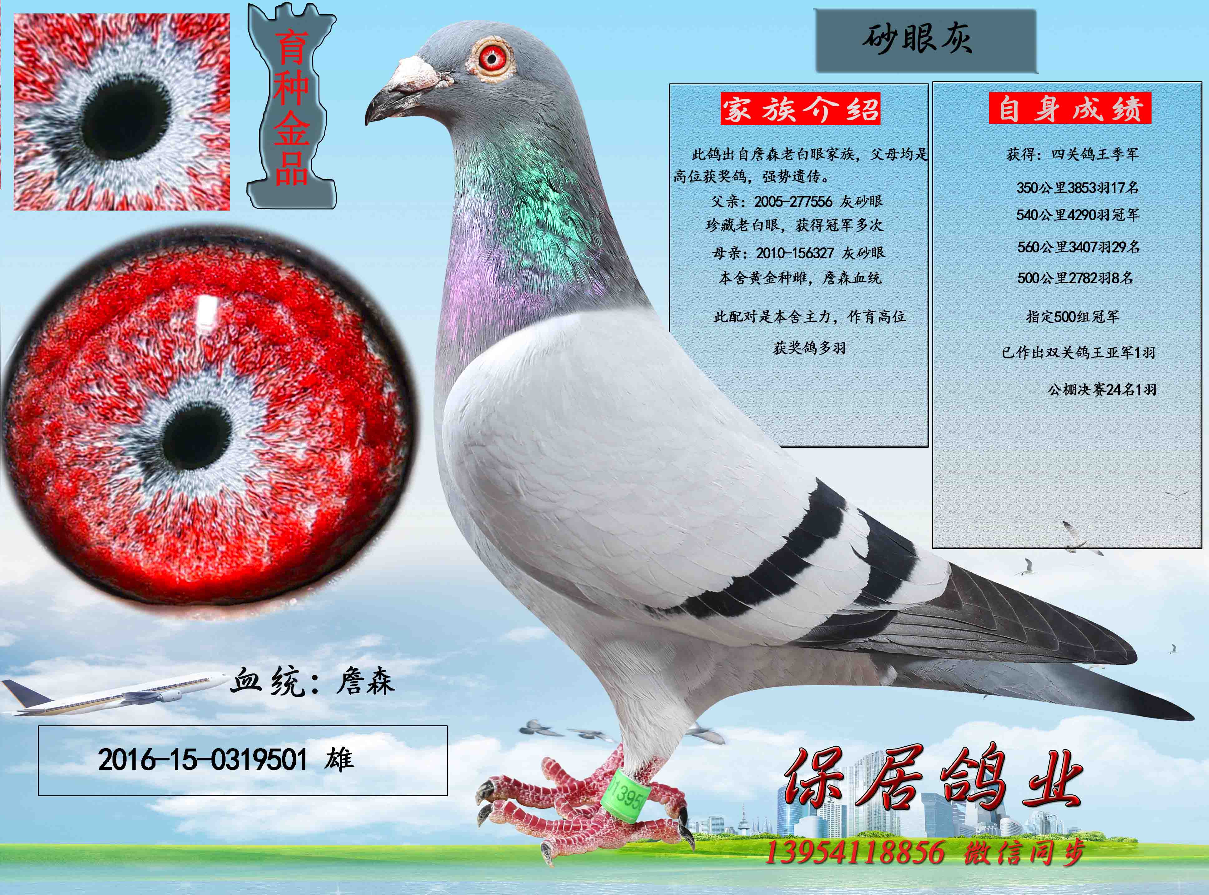 com爱鸽商城_中国信鸽信息网