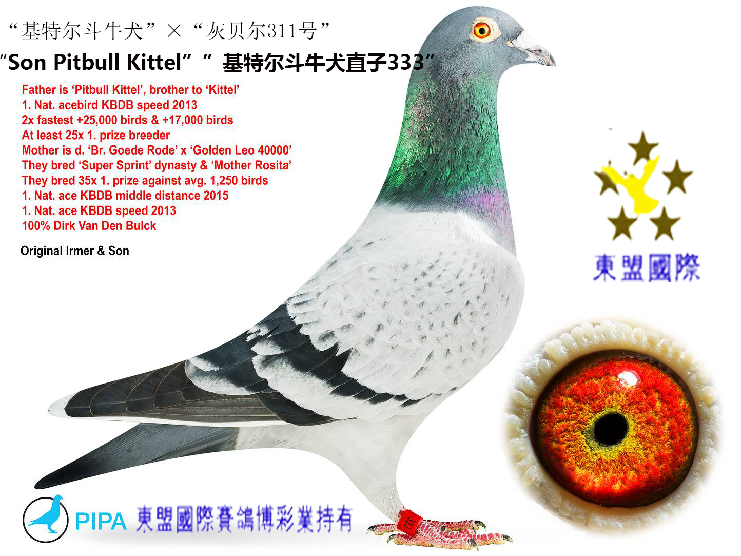 基特尔斗牛犬直子333-东盟国际-中信网爱鸽商城