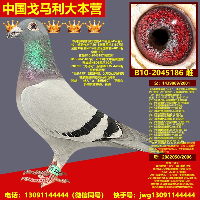 B10-2045186雌