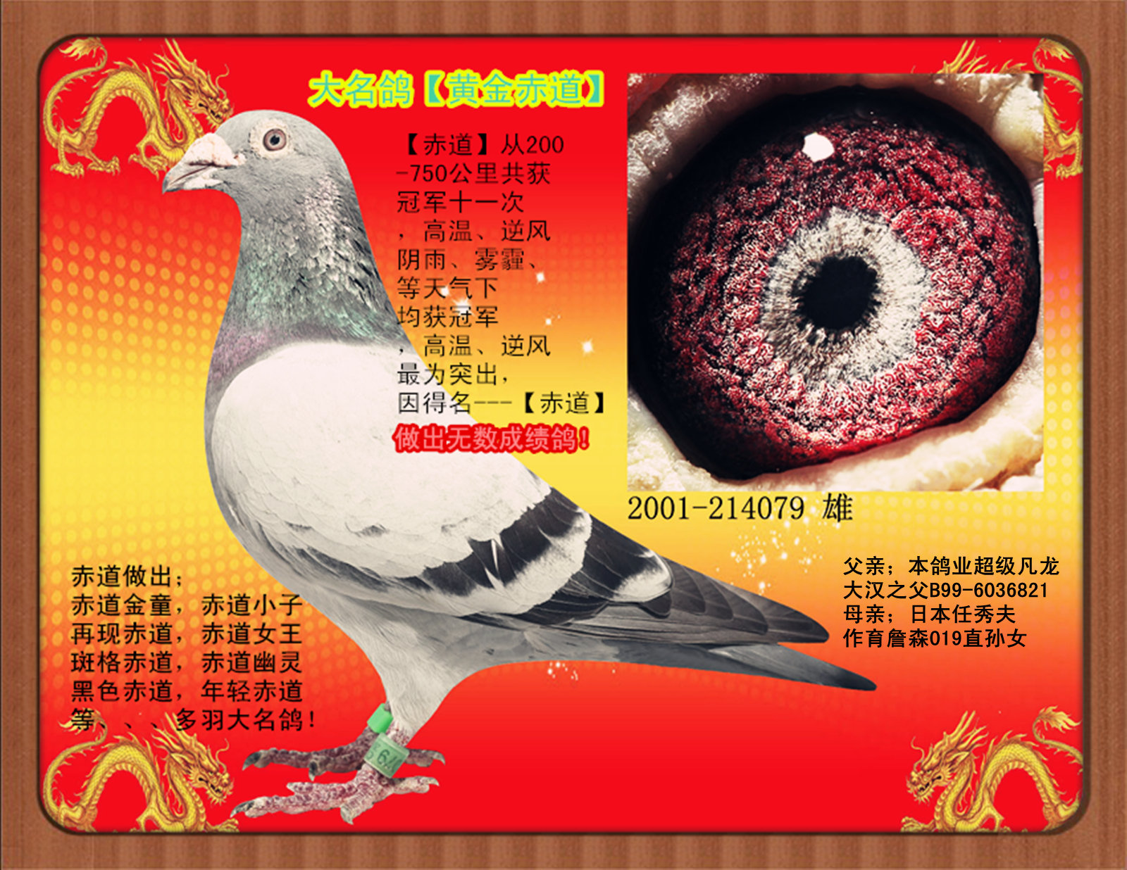 大铭鸽--【赤道】