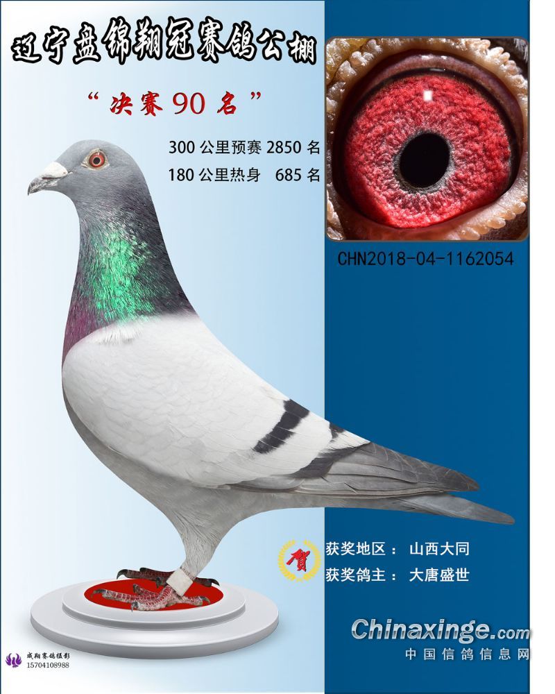 大唐璀璨(2018)_大唐盛世鸽业-中信网爱鸽商城