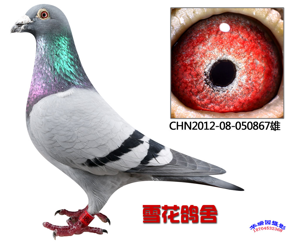 (j)N867
