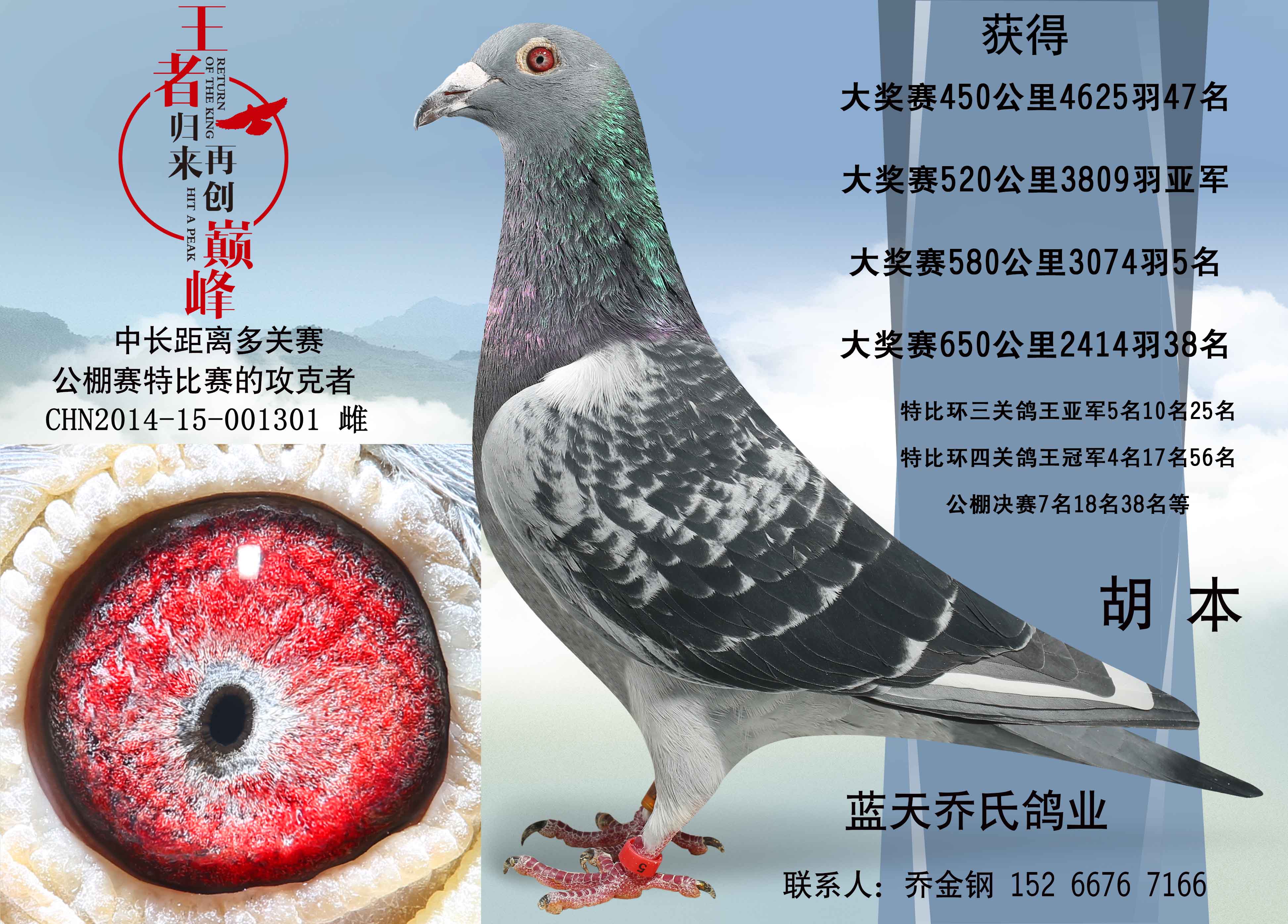白条玉女-蓝天乔氏鸽业-中信网爱鸽商城