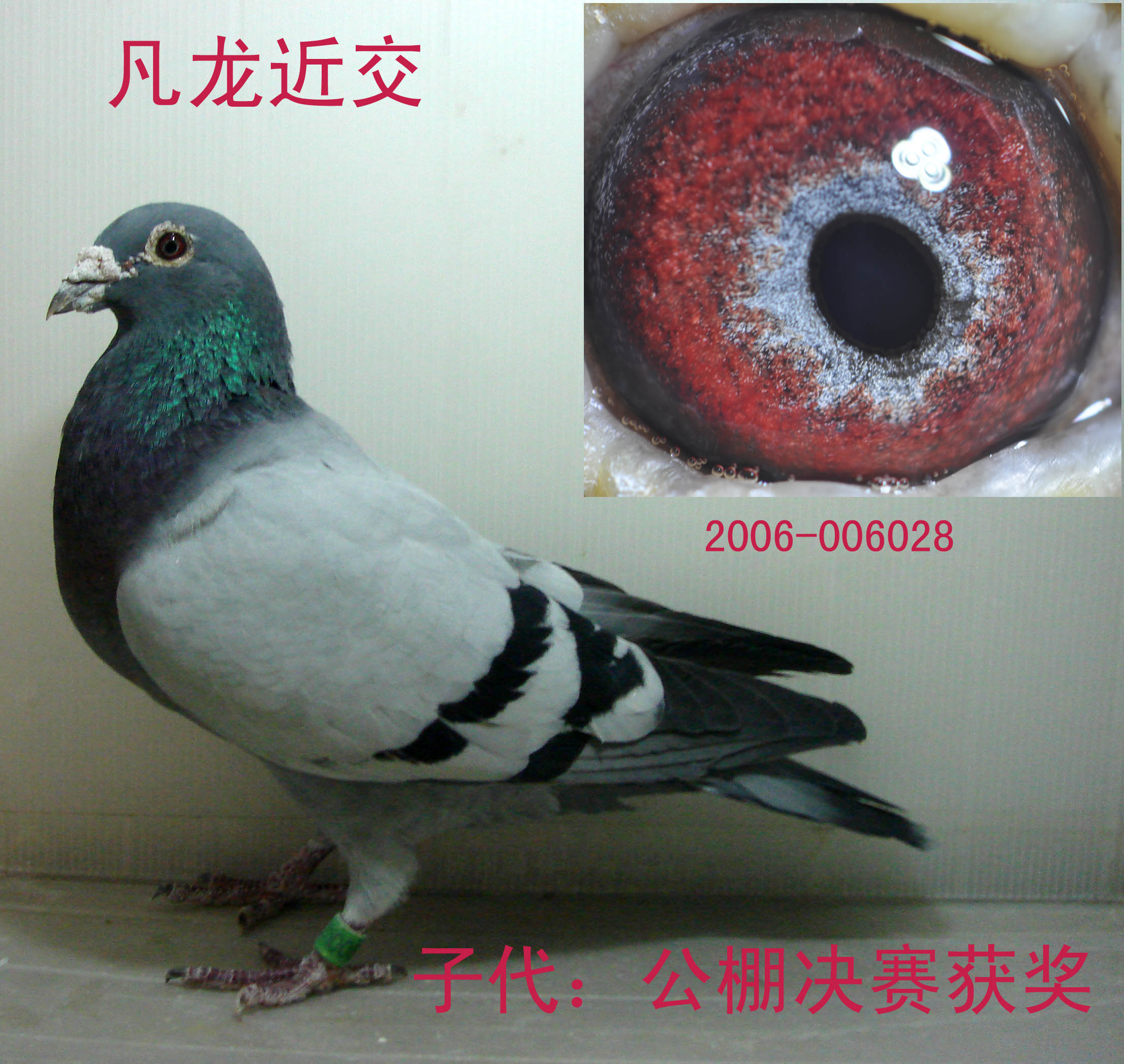 凡龙詹森_奥运赛鸽-中信网爱鸽商城