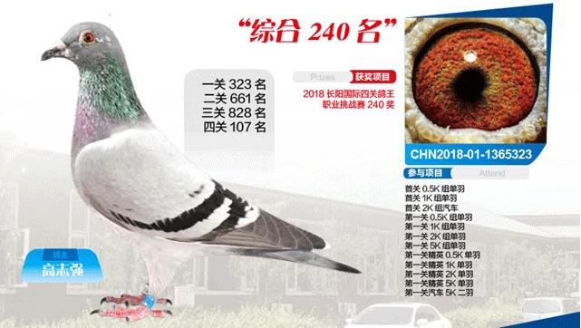 L(zhng)P(gun)C240