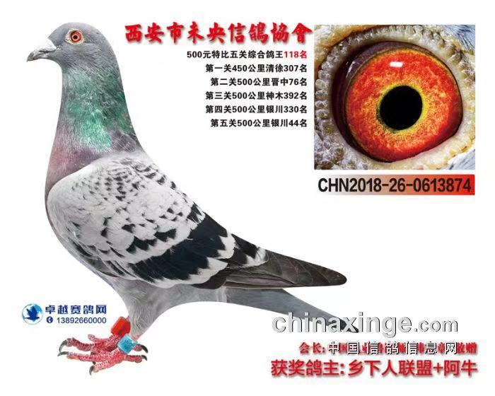 五关获奖鸽_北京李氏兄弟鸽舍_ ag188.com爱鸽商城
