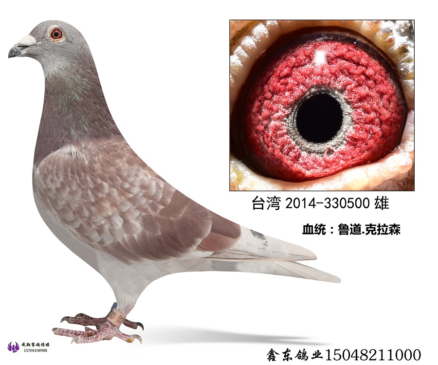 台湾强豪蔡丰吉实战种鸽