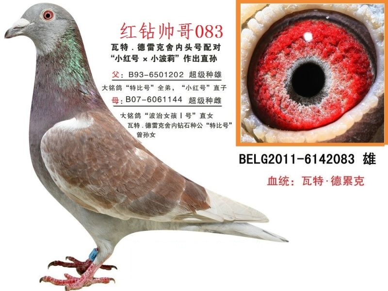 瓦特小红号直孙
