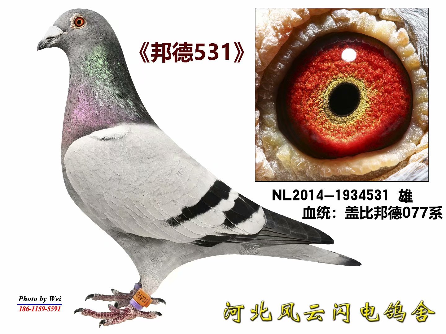 531
