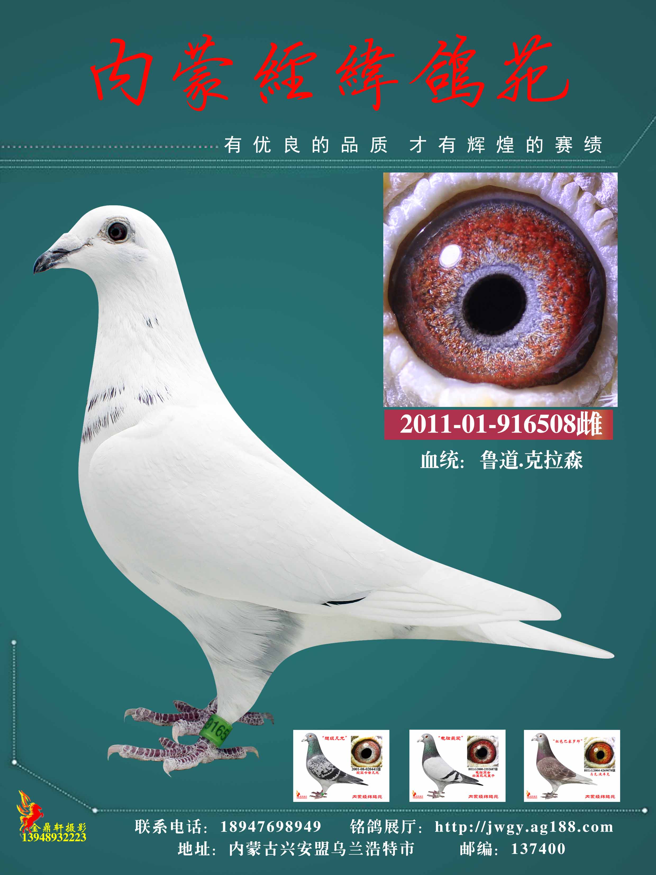 克拉森508_内蒙经纬鸽苑_ ag188.com爱鸽商城_中国信鸽信息网