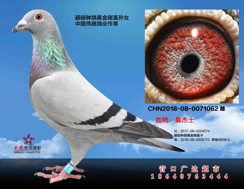 超级黑金刚_营口广达超市-中信网爱鸽商城