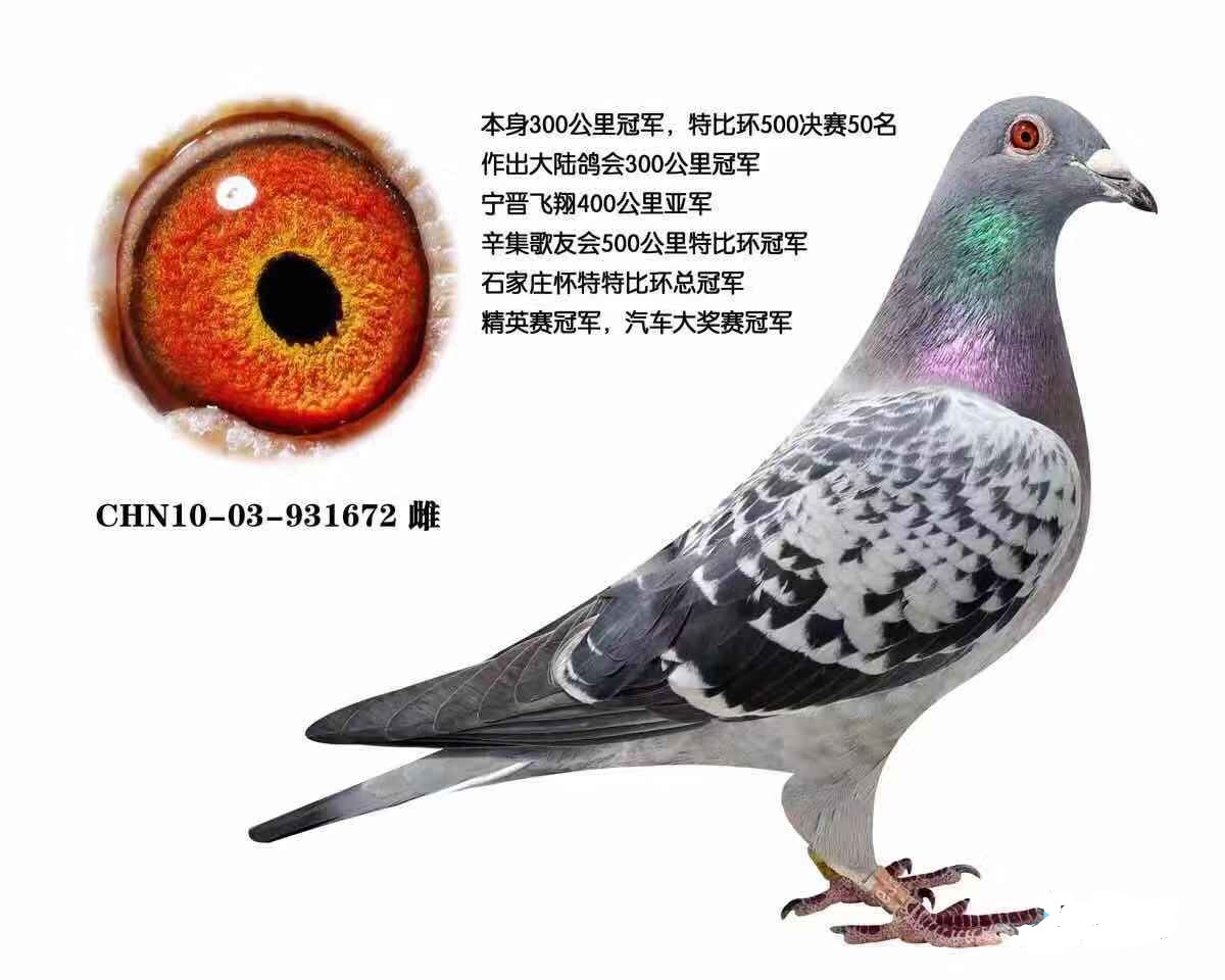 五星级种鸽高福新作育_牡丹江壹号鸽舍_ ag188.com爱