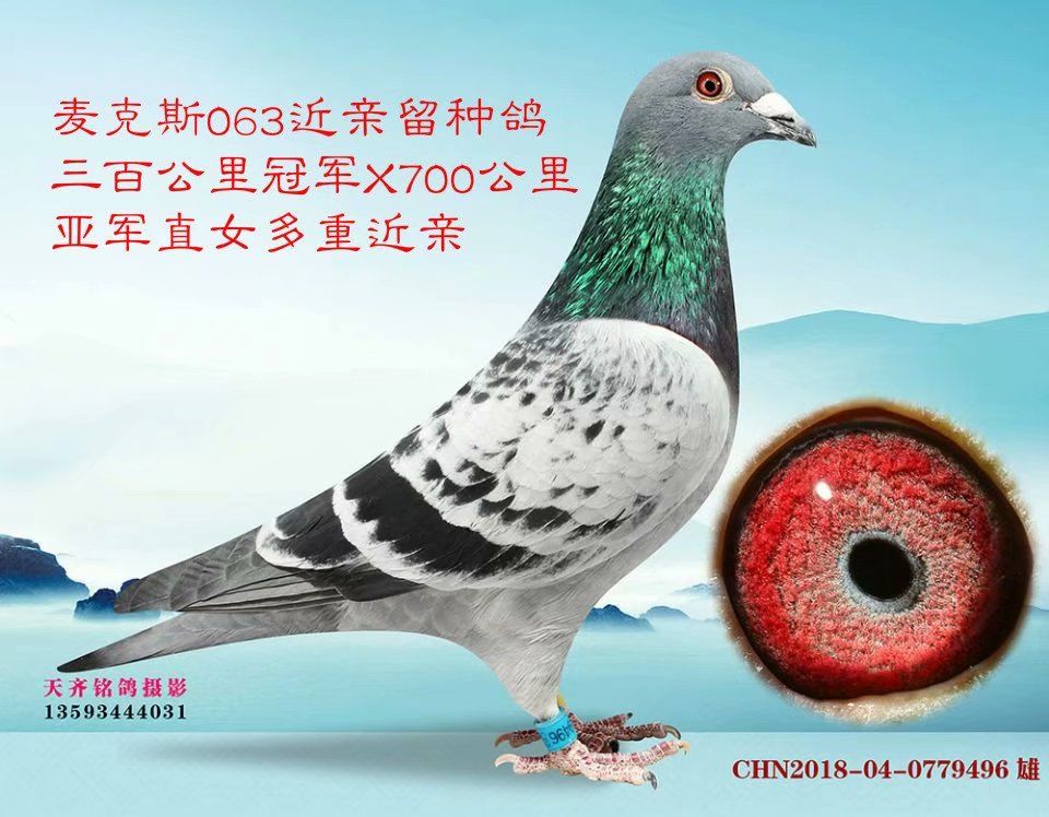 麦克斯雄_起凤轩赛鸽联盟-中信网爱鸽商城