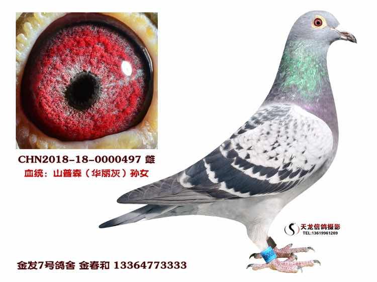 华丽灰(山普森)