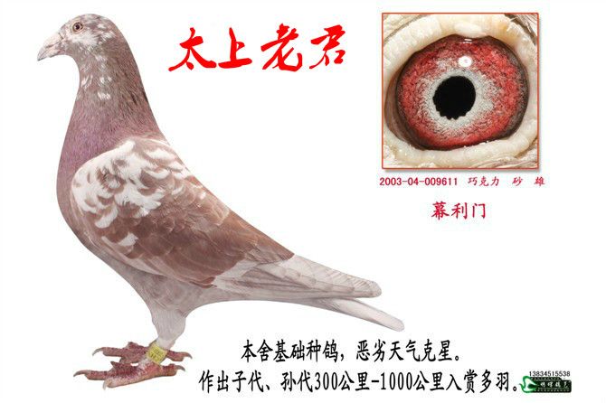com爱鸽商城_中国信鸽信息网