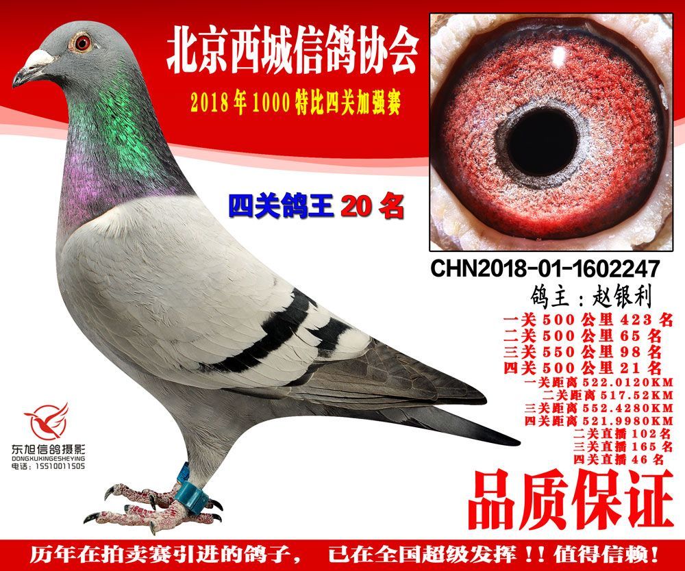 com爱鸽商城_中国信鸽信息网