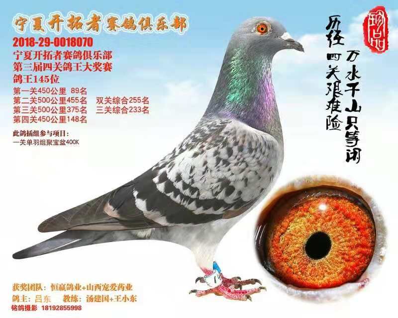 728118256643926081_宁夏海燕鸽舍_ ag188.com爱鸽