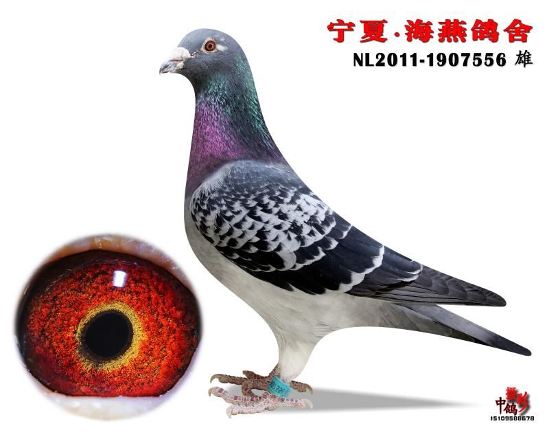 海燕的照片真实图片 20181228155646085.jpg