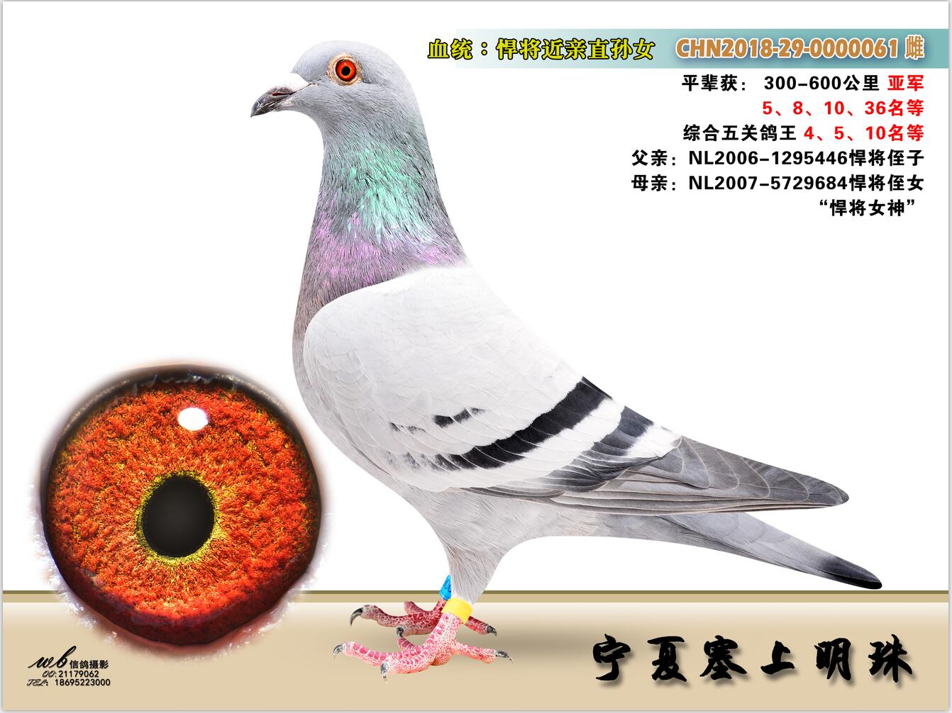 悍将684直女