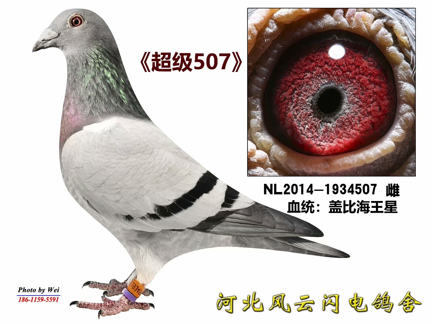 Ǳ507