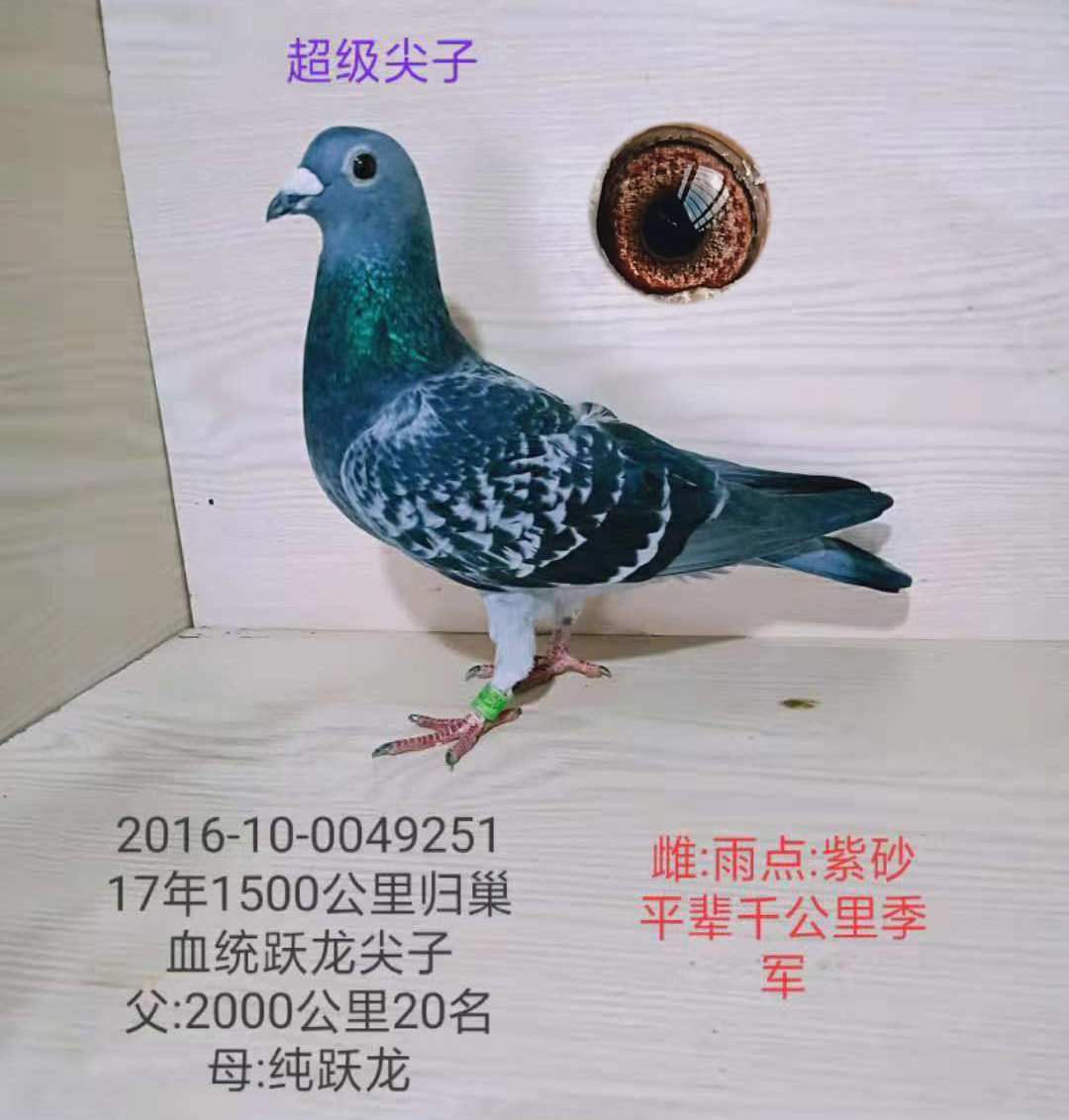 上海超越非凡吴淞鸽欣赏--中国信鸽信息网相册