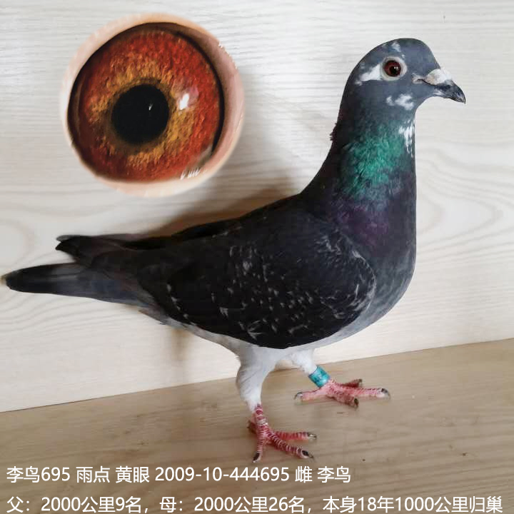 李鸟695_龙都赛鸽_ag188.com爱鸽商城_中国信鸽信息网