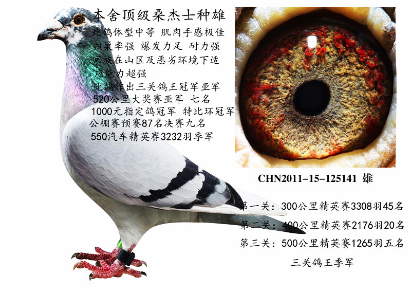 顶级桑杰士141_乐鲲赛鸽育种中心_ ag188.com爱鸽商城