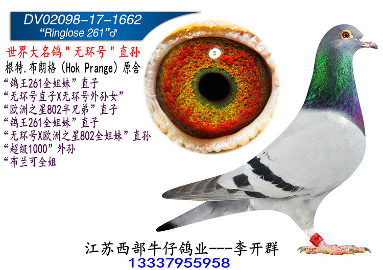 "无环号直孙"_江苏西部牛仔鸽业_ ag188.com爱鸽商城