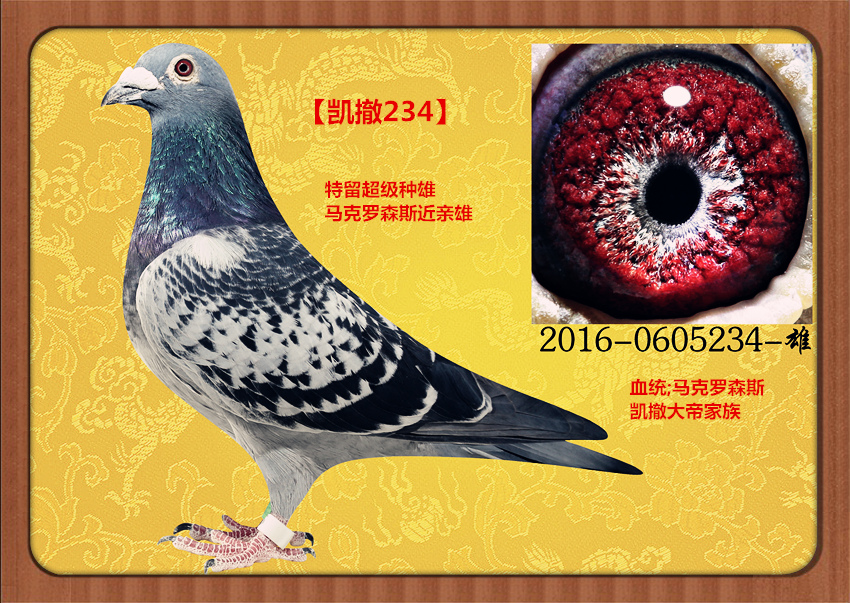 马克罗森斯
